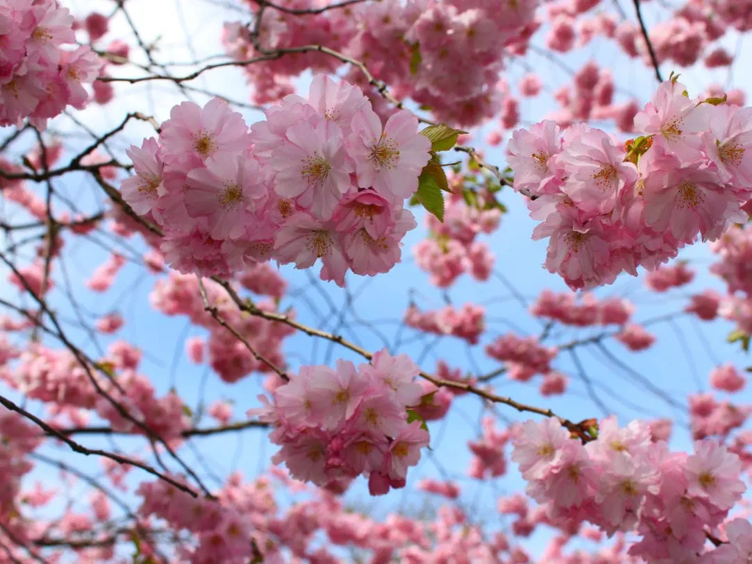 Fertilizante para flores