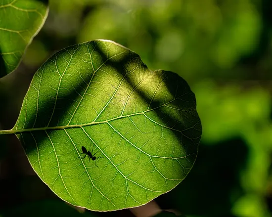 Dióxido de carbono CO2