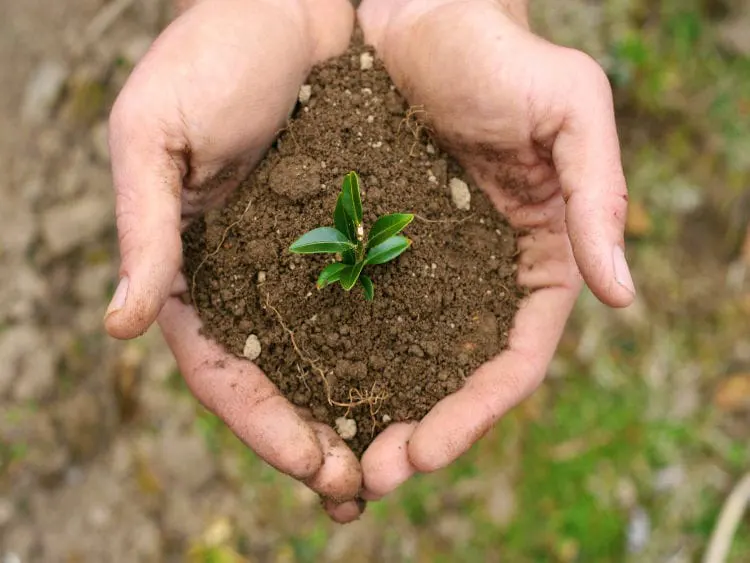 Plantas em crescimento